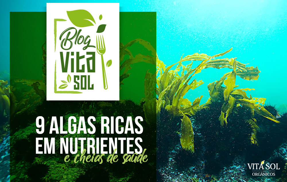 Algas marinhas: Conheça 9 algas ricas em nutrientes e cheias de saúde