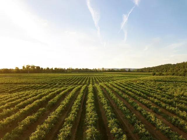 Os Desafios e Conquistas da Agricultura Orgânica no Brasil